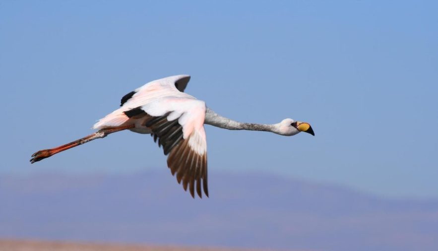 flamant cavale