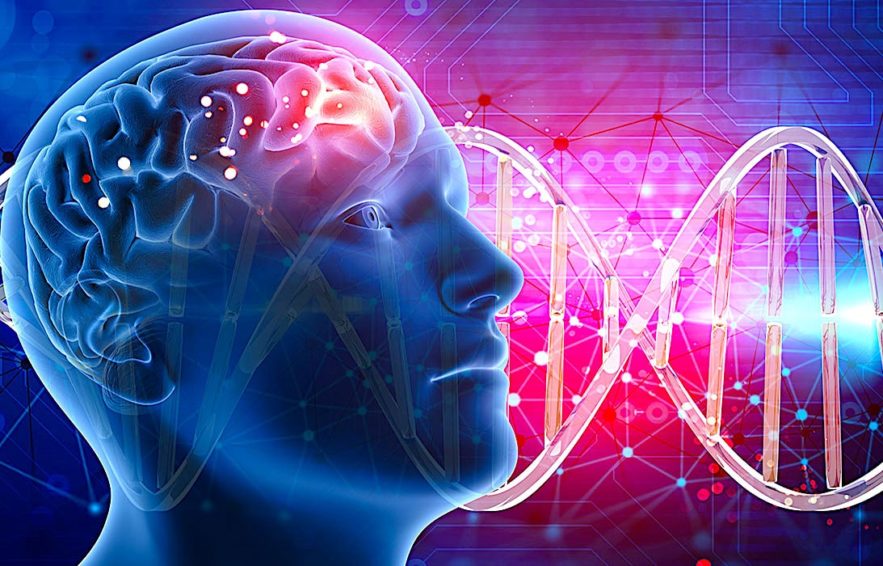 intelligence genes