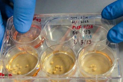 mini cerveaux neandertal in vitro