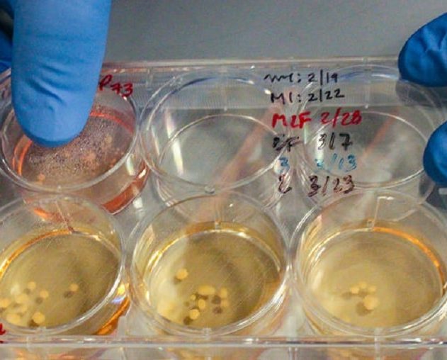 mini cerveaux neandertal in vitro