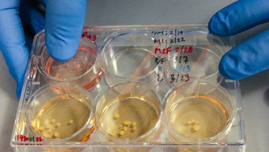 mini cerveaux neandertal in vitro