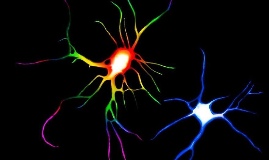 neurone lsd