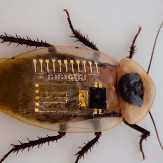 neurone nerf artificiel robot insecte sensations