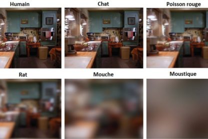 acuite visuelle animaux oeil résolution