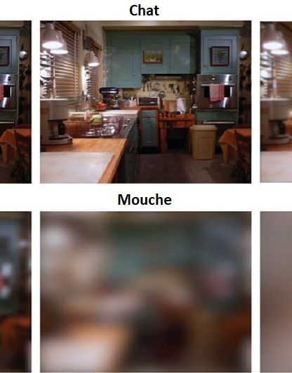 acuite visuelle animaux oeil résolution