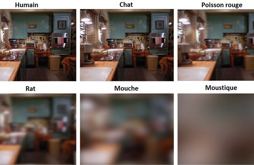 acuite visuelle animaux oeil résolution