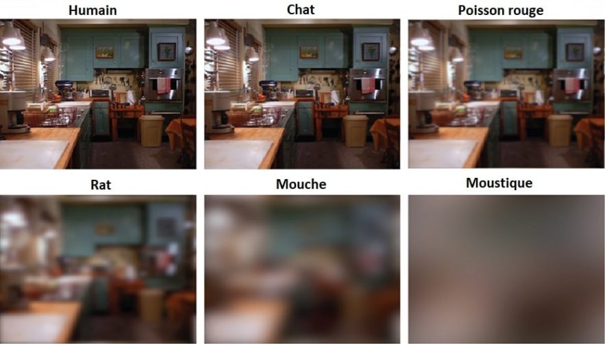 acuite visuelle animaux oeil résolution