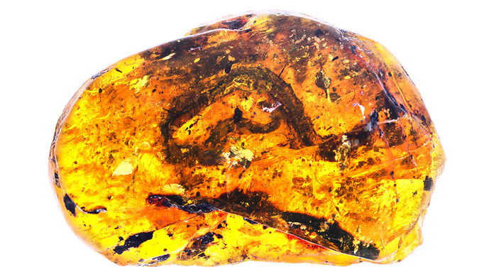 serpent fossile ambre serpenteau cretace