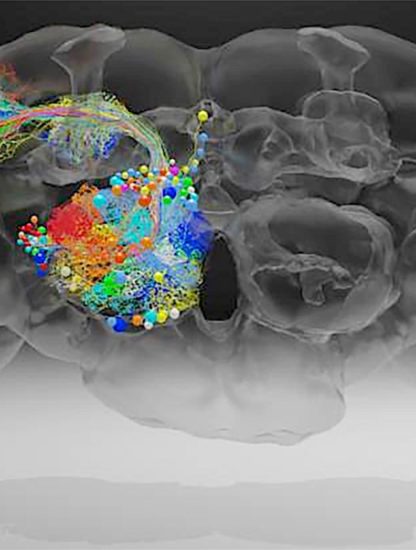cerveau drosophile microscope electronique