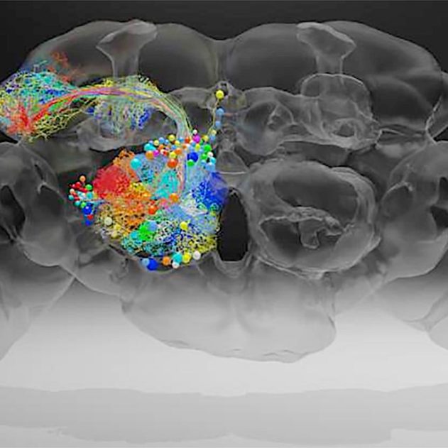 cerveau drosophile microscope electronique