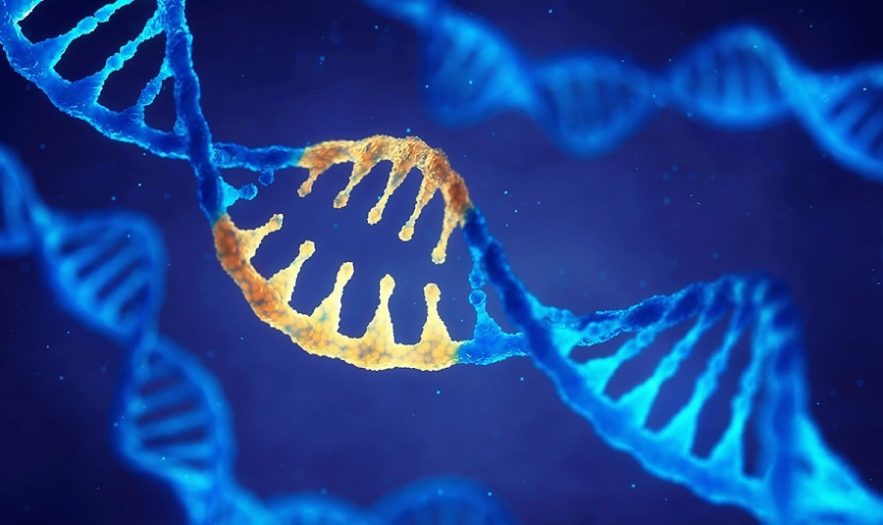 cirpsr mutations génétique adn