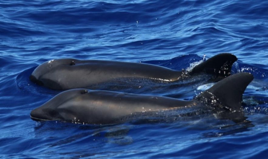 dauphin hybride mammifere baleine cetace hawaii