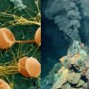 extremophiles bacteries conditions extremes