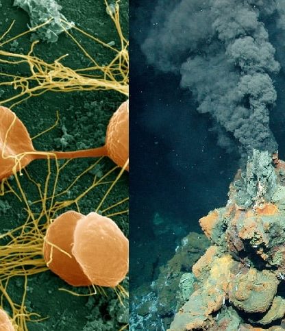 extremophiles bacteries conditions extremes