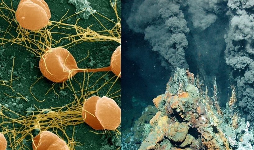 extremophiles bacteries conditions extremes