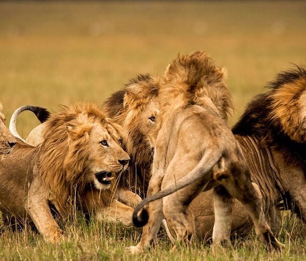lions braconniers afrique rhinocéros