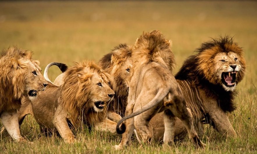 lions braconniers afrique rhinocéros