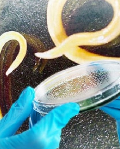 nematodes survie pergelisol glace
