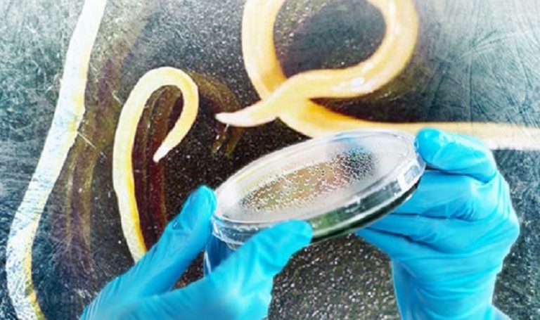 nematodes survie pergelisol glace