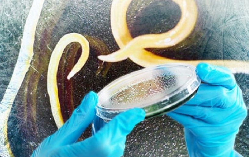 nematodes survie pergelisol glace