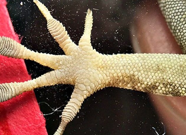 patte orteil gros lezard reptile changement morphologie ouragan catastrophe naturelle