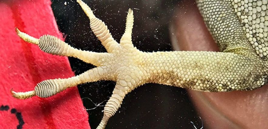 patte orteil gros lezard reptile changement morphologie ouragan catastrophe naturelle