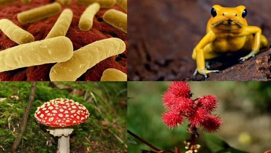 poisons toxines substances toxiques