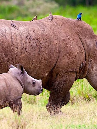 rhinoceros avec petit australie introduction