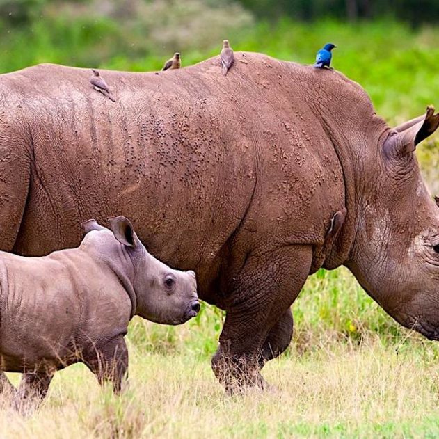 rhinoceros avec petit australie introduction
