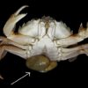 sacculine parasite crabe