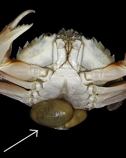 sacculine parasite crabe