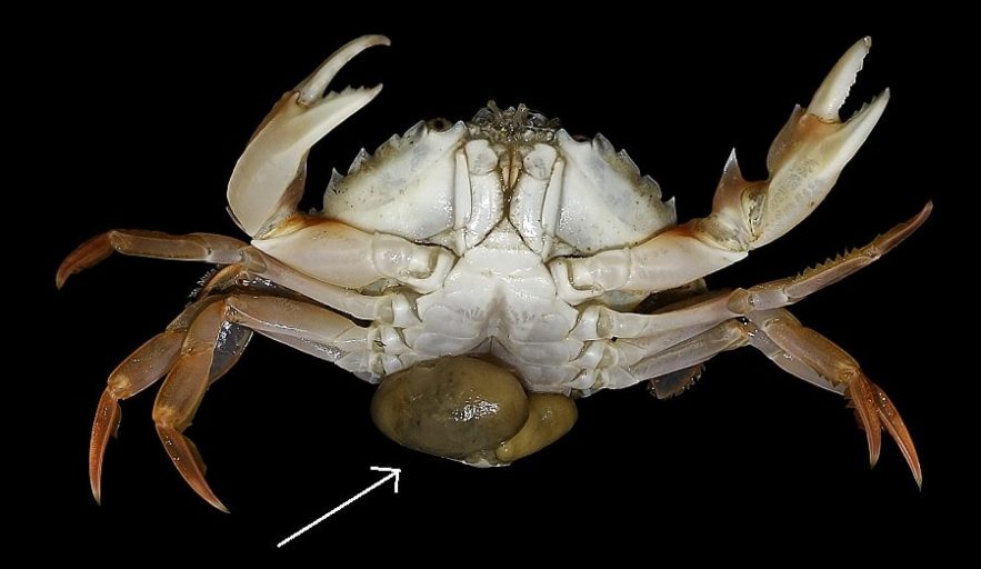 sacculine parasite crabe