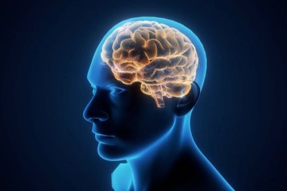 taille cerveau humain homme