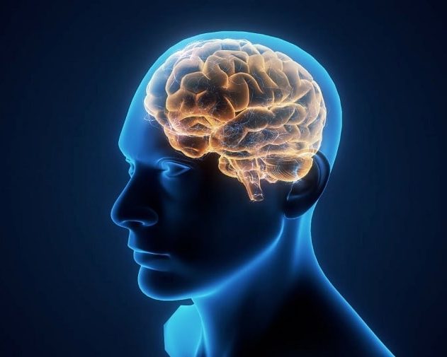 taille cerveau humain homme