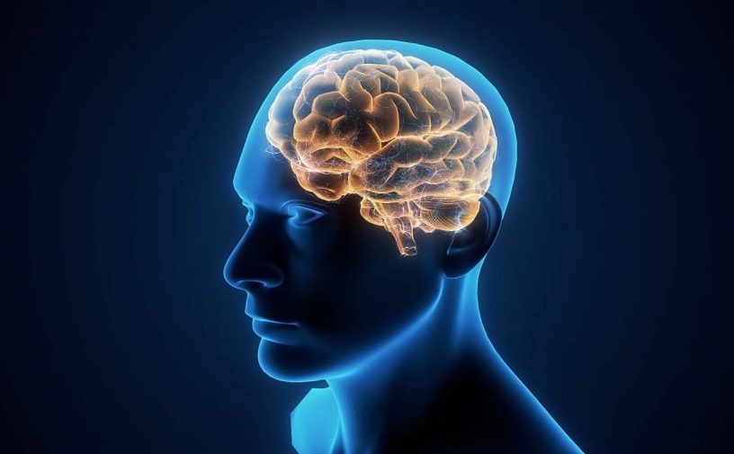 taille cerveau humain homme