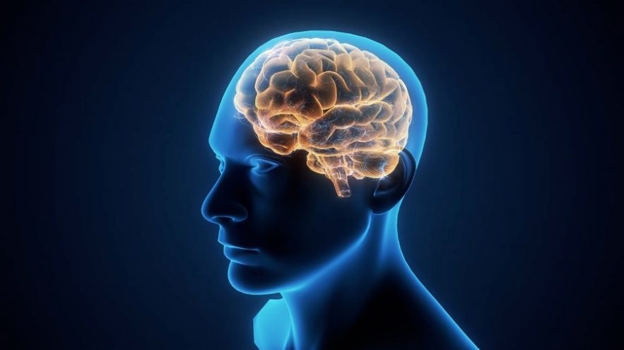 taille cerveau humain homme