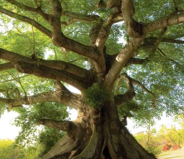 arbre rechauffement climatique climat bois densite faiblaisse