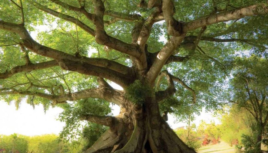 arbre rechauffement climatique climat bois densite faiblaisse