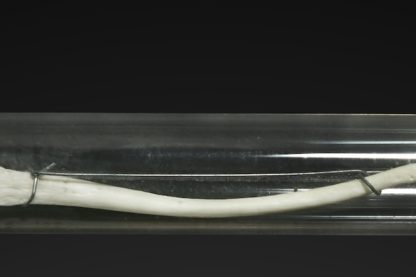 baculum macaque humain disparu