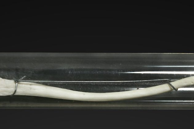 baculum macaque humain disparu