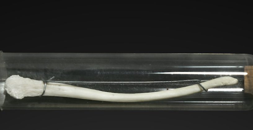 baculum macaque humain disparu