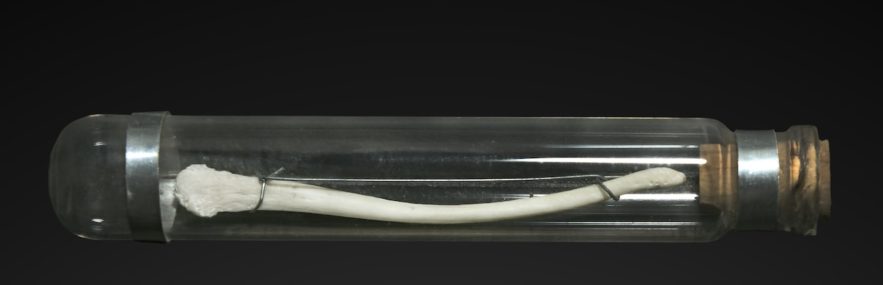 baculum macaque humain disparu