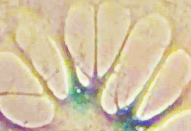cellules senescence therapie