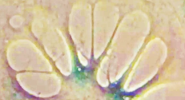 cellules senescence therapie