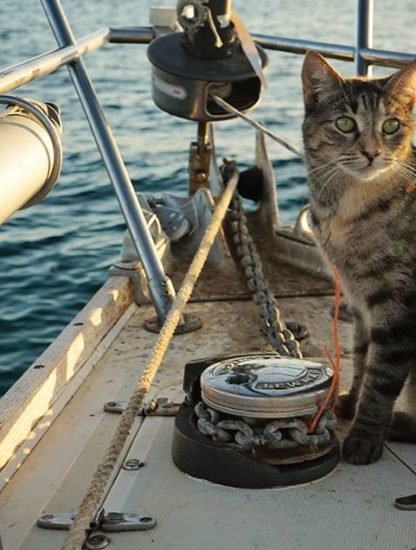 chat bateau naviguer navigateur viking navire