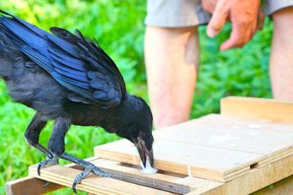 corbeau pose dechet dans double tiroir parc puy du fou