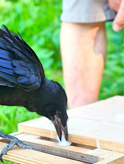 corbeau pose dechet dans double tiroir parc puy du fou