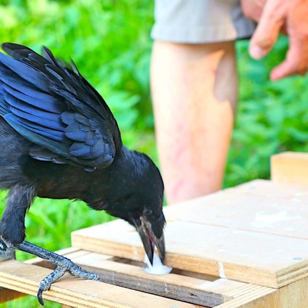 corbeau pose dechet dans double tiroir parc puy du fou