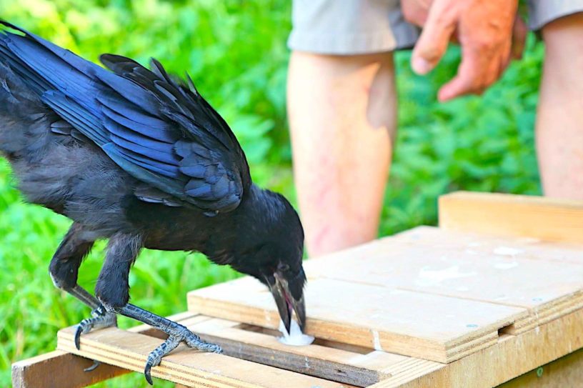corbeau pose dechet dans double tiroir parc puy du fou