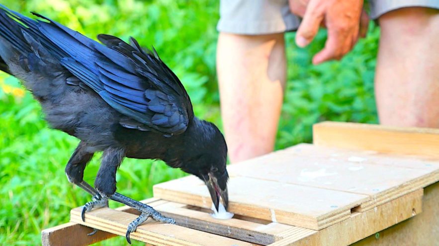 corbeau pose dechet dans double tiroir parc puy du fou